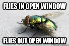 Flies in open window  Flies out open window - Flies in open window  Flies out open window  Good Guy Fly