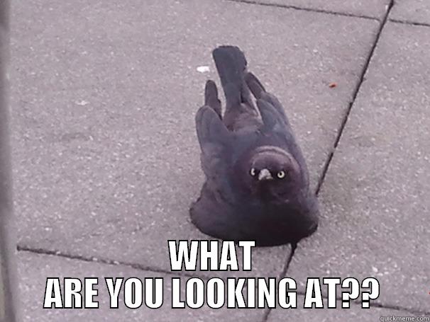  WHAT ARE YOU LOOKING AT?? Misc
