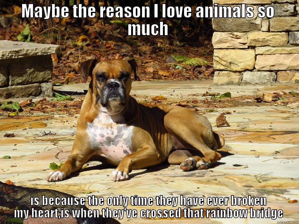 MAYBE THE REASON I LOVE ANIMALS SO MUCH IS BECAUSE THE ONLY TIME THEY HAVE EVER BROKEN MY HEART,IS WHEN THEY'VE CROSSED THAT RAINBOW BRIDGE Misc