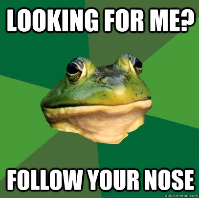 looking for me? follow your nose  Foul Bachelor Frog