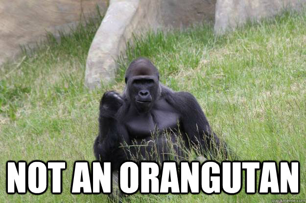  Not an orangutan  Success Gorilla