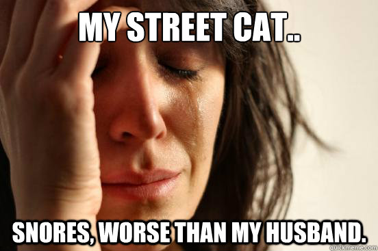 My Street Cat.. Snores, worse than my husband.  First World Problems