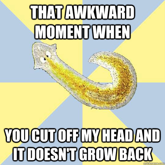 that awkward moment when  you cut off my head and it doesn't grow back   Bio Major Planarian