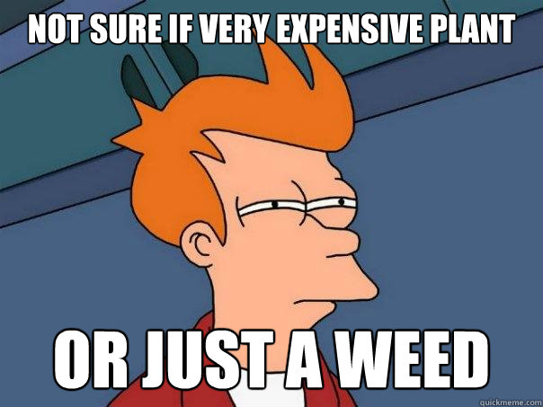 Not sure if very expensive plant Or just a weed  Futurama Fry