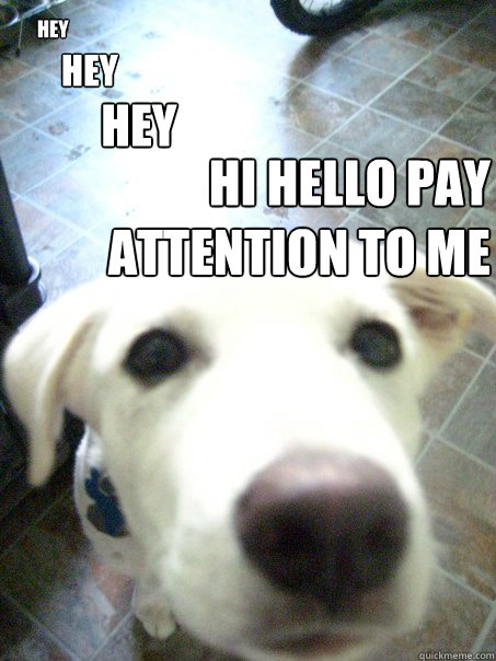 HEY HEY HEY HI HELLO PAY ATTENTION TO ME - HEY HEY HEY HI HELLO PAY ATTENTION TO ME  attention hog dog