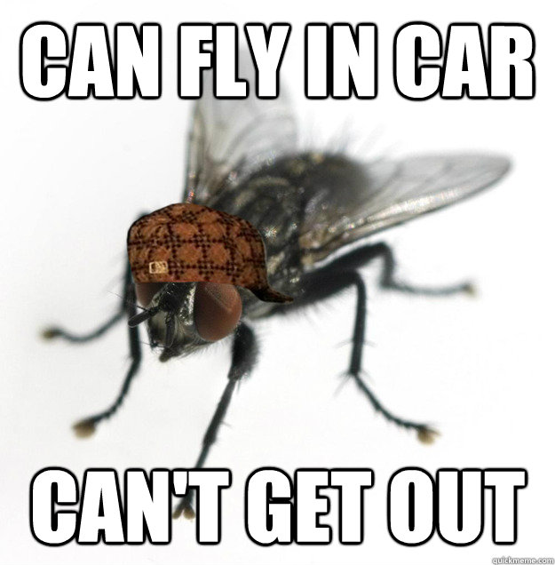 can fly in car can't get out  Scumbag Fly