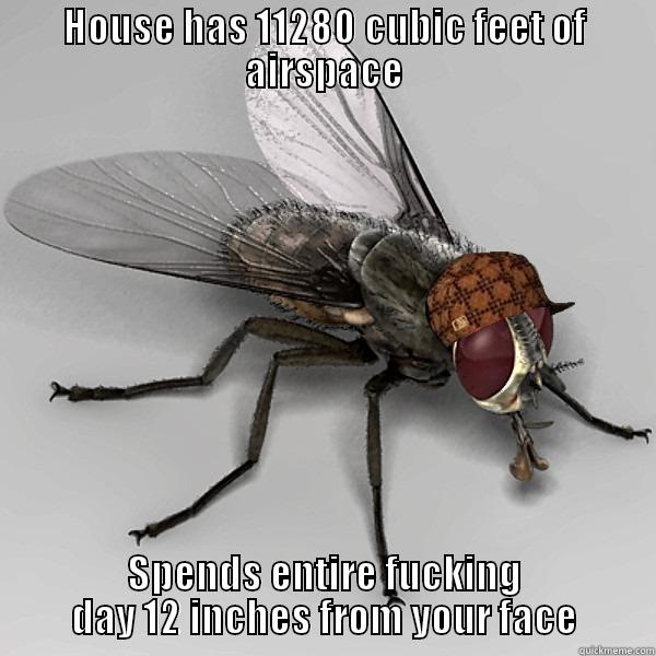 Scumbag fly - HOUSE HAS 11280 CUBIC FEET OF AIRSPACE SPENDS ENTIRE FUCKING DAY 12 INCHES FROM YOUR FACE Scumbag Fly