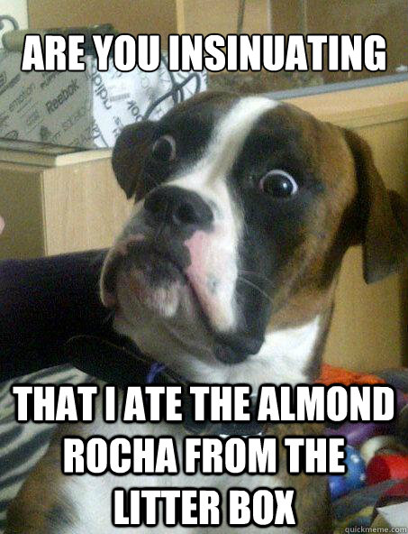 Are you insinuating that i ate the almond rocha from the litter box  Baffled boxer