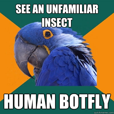 see an unfamiliar insect human botfly  Paranoid Parrot