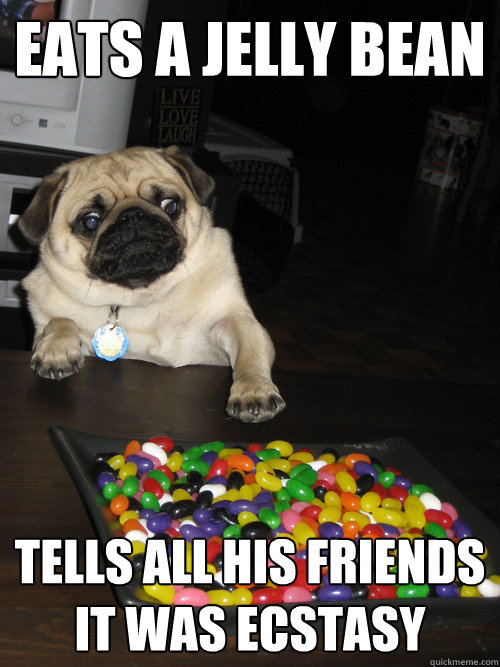 Eats a jelly bean tells all his friends it was ecstasy - Eats a jelly bean tells all his friends it was ecstasy  Pill Poppin Pug