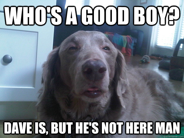 Who's a good boy? Dave is, but he's not here man  10 Dog