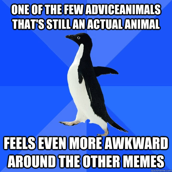 One of the few AdviceAnimals that's still an actual animal Feels even more awkward around the other memes  Socially Awkward Penguin