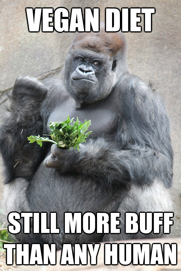 Vegan diet still more buff than any human - Vegan diet still more buff than any human  Success Gorilla