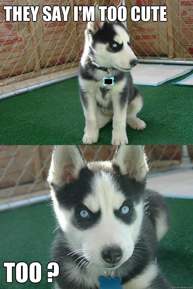 they say i'm too cute too ?  Insanity puppy