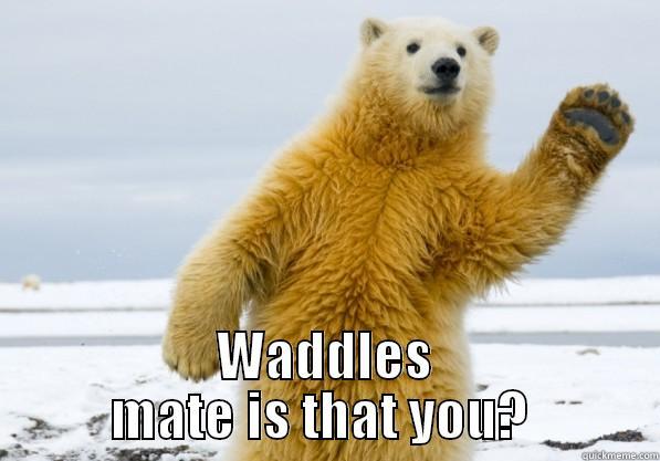  WADDLES MATE IS THAT YOU?  Misc
