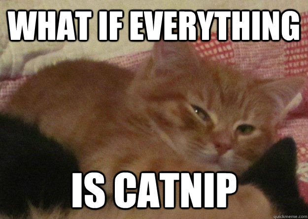 what if everything is catnip - what if everything is catnip  10 cat