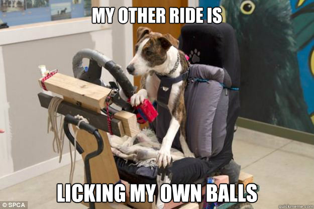 My other ride is licking my own balls - My other ride is licking my own balls  Driving Whippet