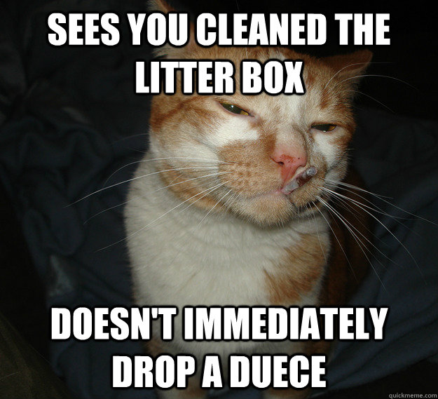 Sees you cleaned the litter box DOESN'T IMMEDIATELY DROP A DUECE  Cool Cat Craig