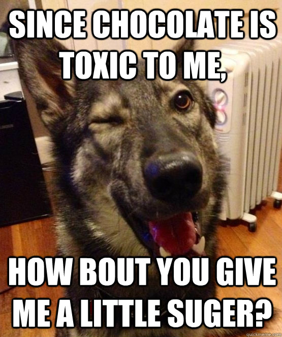 since Chocolate is toxic to me, how bout you give me a little suger?  Pickup Pup