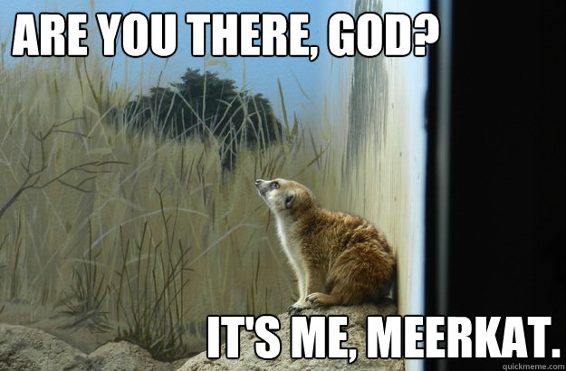 Are you there, God? It's me, Meerkat.  Religious Meerkat