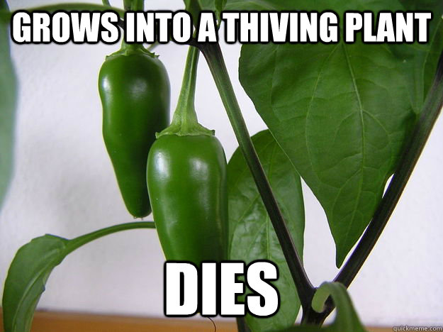 Grows into a thiving plant DIES  - Grows into a thiving plant DIES   Bad Luck Jalepeno