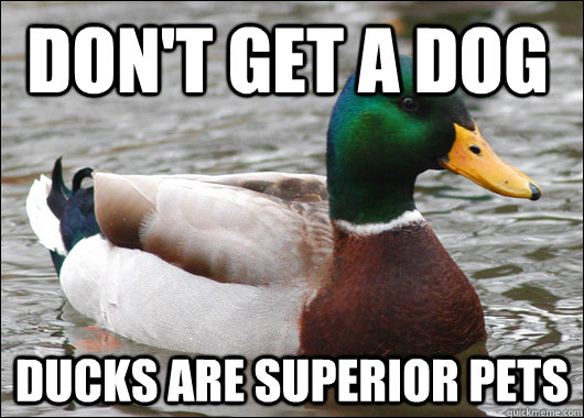 Don't get a dog Ducks are superior pets  Actual Advice Mallard