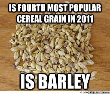 Is fourth most popular cereal grain in 2011 is barley  