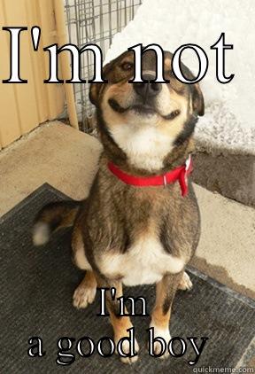 I'M NOT  I'M A GOOD BOY  Good Dog Greg
