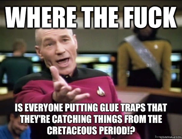 Where the fuck Is everyone putting glue traps that they're catching things from the Cretaceous period!? - Where the fuck Is everyone putting glue traps that they're catching things from the Cretaceous period!?  Annoyed Picard HD