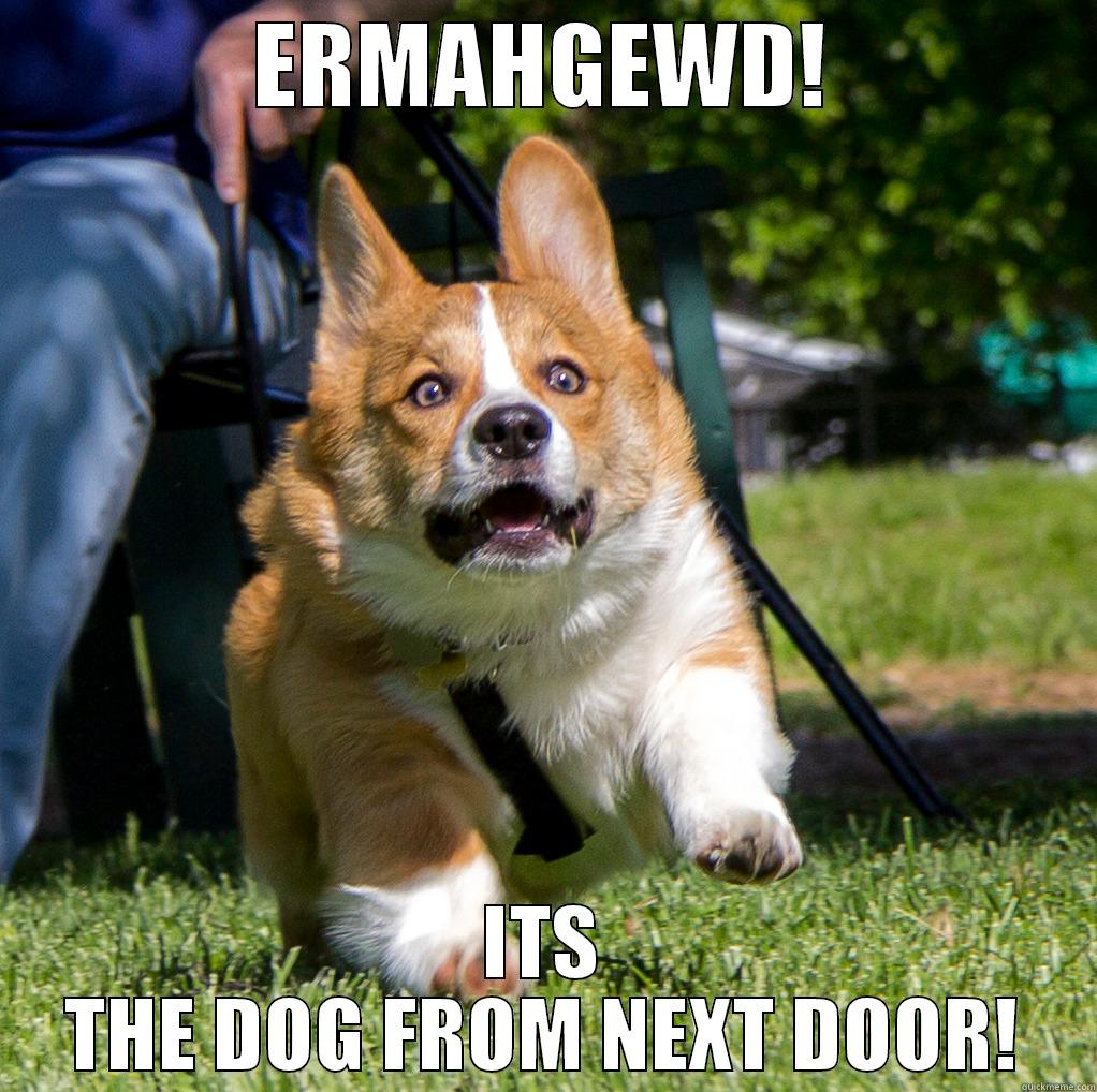 Derpy Corgi - ERMAHGEWD! ITS THE DOG FROM NEXT DOOR! Misc