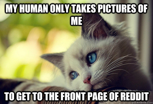 My human only takes pictures of me to get to the front page of reddit - My human only takes pictures of me to get to the front page of reddit  First World Cat Problems