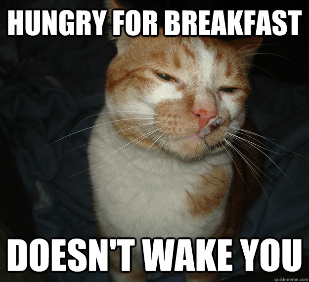 Hungry for breakfast Doesn't wake you  Cool Cat Craig