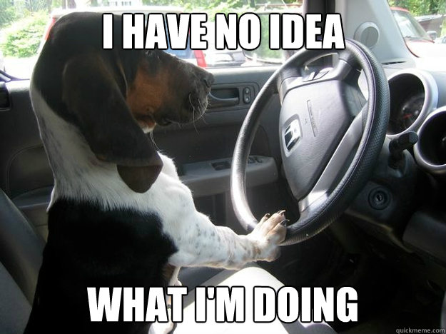 i have no idea what i'm doing - i have no idea what i'm doing  Driving Dog