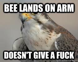 Bee lands on arm Doesn't give a fuck  Fearless Falcon