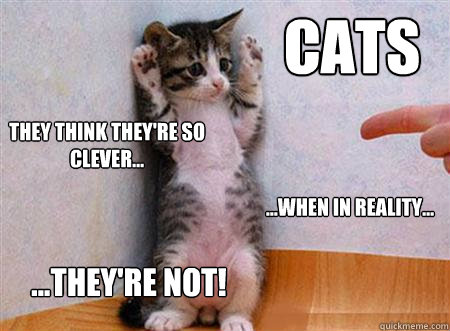 Cats They think they're so clever... ...When in reality... ...They're not!  Hands Up Cat