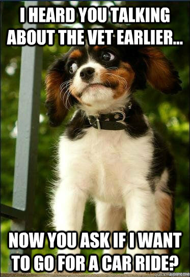 I heard you talking about the vet earlier... Now you ask if I want to ...
