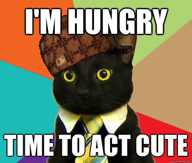 I'm hungry time to act cute  Scumbag Cat