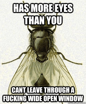Has more eyes than you cant leave through a fucking wide open window  Fly logic