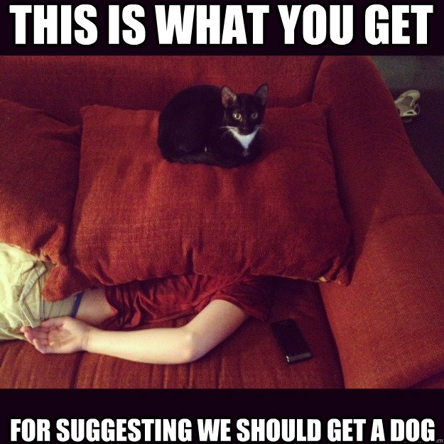 This is what you get For suggesting we should get a dog  jealous cat