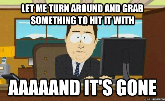 LET ME TURN AROUND AND GRAB SOMETHING TO HIT IT WITH AAAAAND IT'S GONE  aaaand its gone