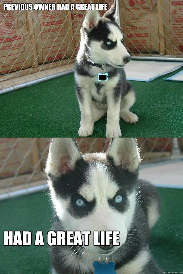 Previous Owner had a great life HAD a great life  Insanity puppy