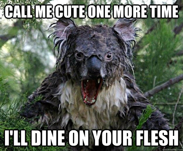Call me cute one more time i'll dine on your flesh - Call me cute one more time i'll dine on your flesh  Insanity Koala