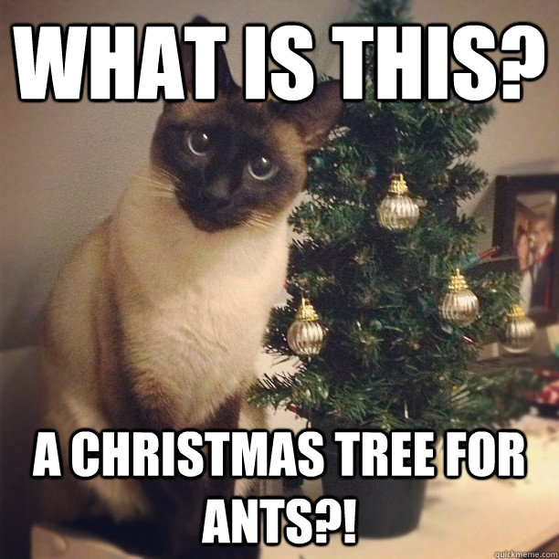 What is this? A christmas tree for ants?! - What is this? A christmas tree for ants?!  Misc