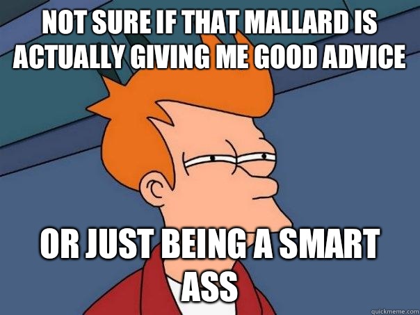 Not sure if That mallard is actually giving me good advice  Or just being a smart ass  Futurama Fry