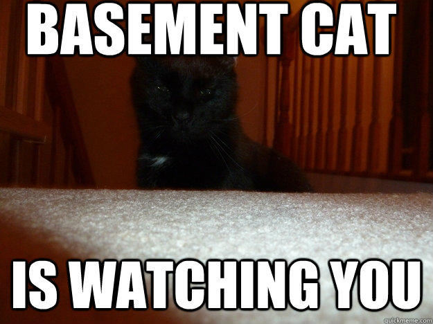 Basement cat is watching you  Basement cat
