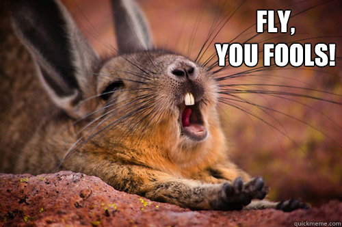 fly,
you fools!  - fly,
you fools!   viscacha nooo