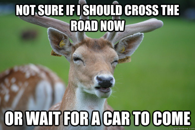not sure if i should cross the road now or wait for a car to come - not sure if i should cross the road now or wait for a car to come  Deer Fry
