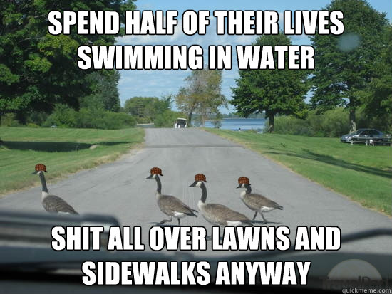 Spend half of their lives swimming in water shit all over lawns and sidewalks anyway  Scumbag Geese