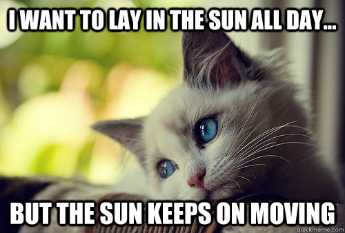 i want to lay in the sun all day... but the sun keeps on moving  First World Problems Cat