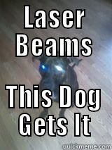 LASER BEAMS THIS DOG GETS IT Misc